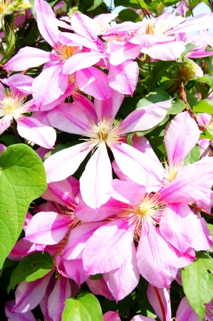 Large purple clematis flowers in the gardenの写真素材