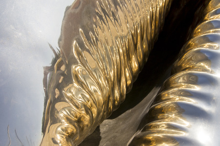 The surface of the gold shell closeupの写真素材