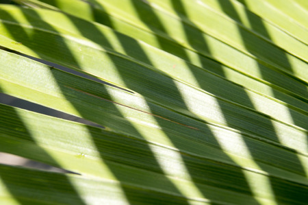 Green texture of palm leaves illuminated by the sun
