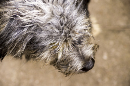 Top view of a muzzle of a shaggy small dogの写真素材