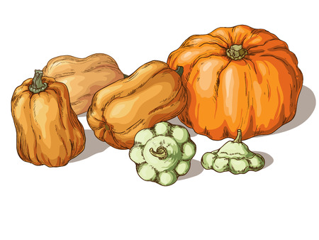 Varieties of pumpkin isolated on white background.のイラスト素材