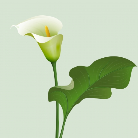 Flower Calla lilies and green leaf.のイラスト素材