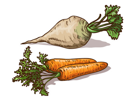 Carrots and sugar beet isolated on white backgroundのイラスト素材