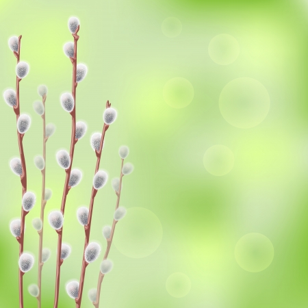 Spring with willow catkin.のイラスト素材