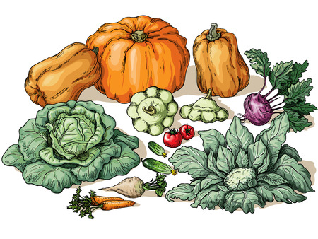 Various vegetables on white background.のイラスト素材