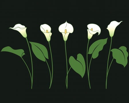 Bunches of calla lily on black のイラスト素材