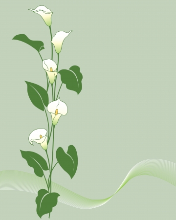 Bunches of calla lily on green.のイラスト素材