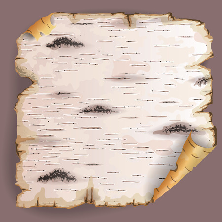 Twisted piece of birch bark.のイラスト素材