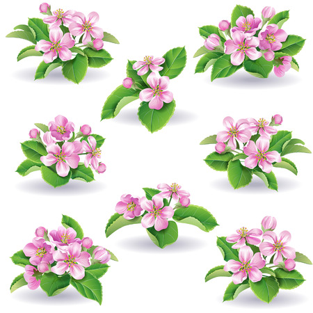 Floral set of apple-tree flowers and leaves.のイラスト素材