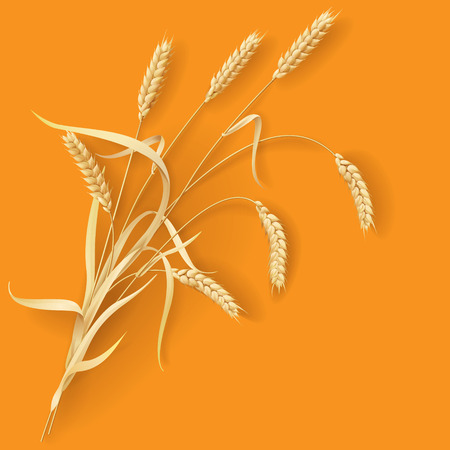 Wheat ears  on orange background のイラスト素材