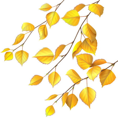 Birch branches with yellow leaves isolated on white.のイラスト素材