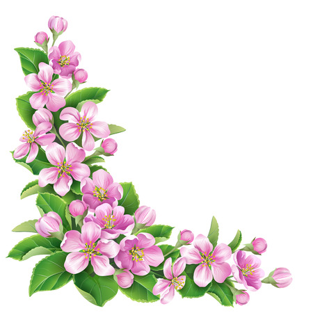 Blossoming apple tree branch with pink  flowers  isolated on white.のイラスト素材