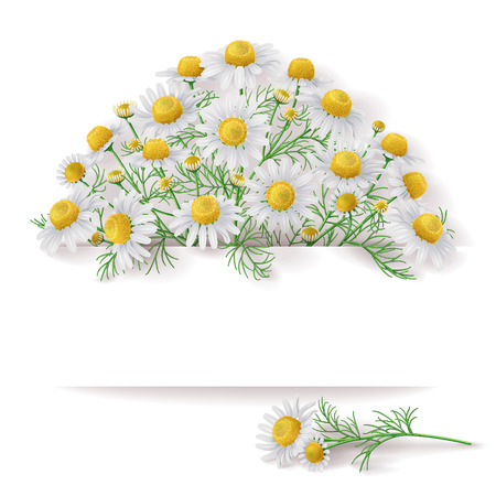 Bunch of  wild chamomile flowers with space for text.のイラスト素材