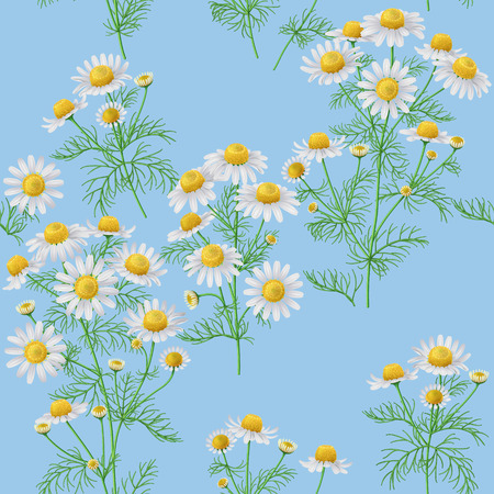 Seamless pattern with wild chamomile bunches on blue background.のイラスト素材