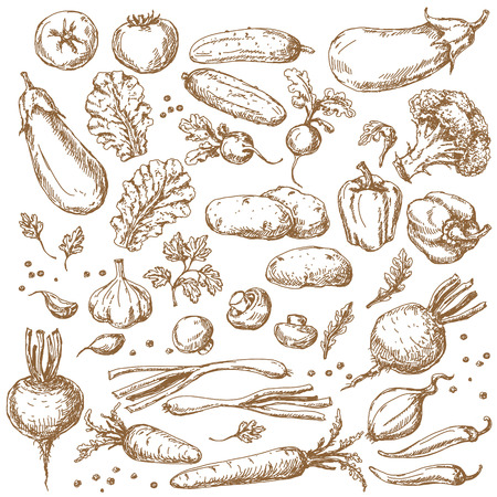 Vegetables Set. Sketch of tomato, cucumber, carrot, broccoli, potato,  eggplant, mushrooms, onion, beet, radish,  pepper and lettuce.のイラスト素材