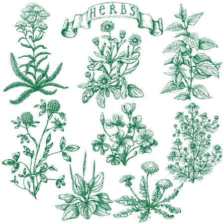 The set of medicinal plants. Hand drawn sketch of clover, yarrow, stinging nettle, ribwort, oxalis, calendula, chamomile, dandelion and banner with inscription -  herbs.