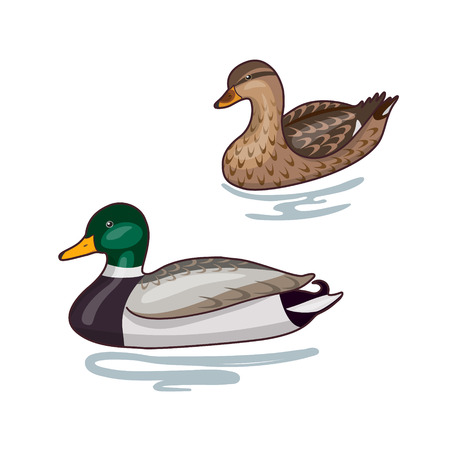 Simplified image of  two  floating wild ducks isolated on white.のイラスト素材