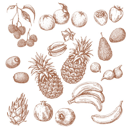 Tropical Fruits Set. Hand drawn sketch of lychee, pomegranate, orange, banana, dragonfruit, fig, kiwi fruit, persimmon, starfruit, avocado and pineapple.のイラスト素材