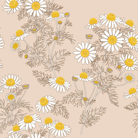 Contour image of wild chamomile bunches on beige backgroundのイラスト素材
