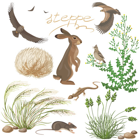 Flora and fauna of the steppe zone. The Set of  steppe plants and animals isolated on white.のイラスト素材