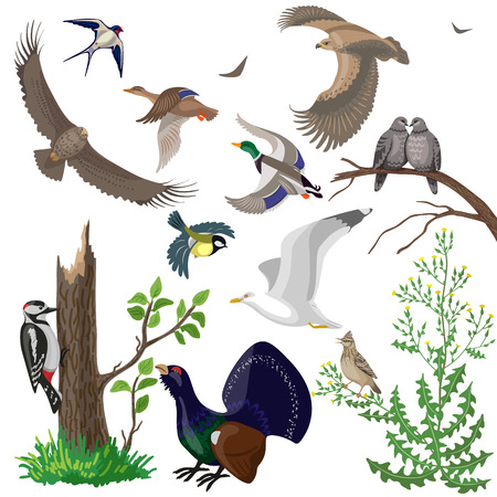 Set of different wild birds isolated on white. Simplified images of birds of prey, waterfowl and migratory songbirds.のイラスト素材
