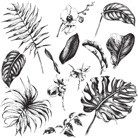 Hand drawn branches and leaves of tropical plants.のイラスト素材