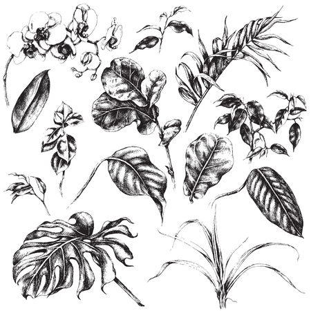 Hand drawn branches and leaves of tropical plants.