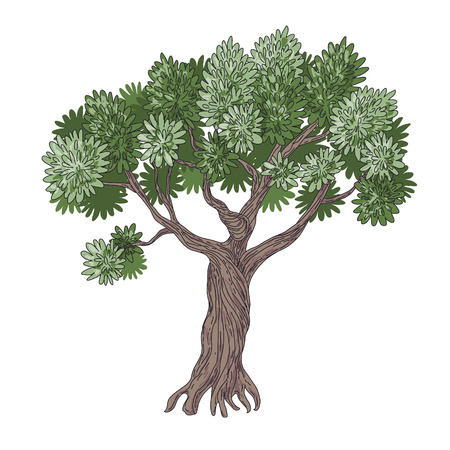 Simplified cartoon image of Olive Tree isolated on white.のイラスト素材