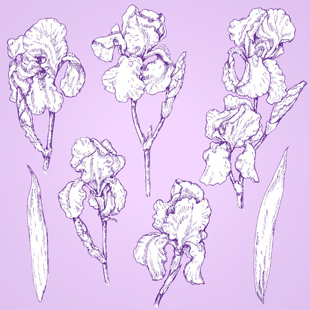 Hand drawn set of flowers on lilac background. Monochrome image of iris. Floral elements for decoration. Vector sketch.のイラスト素材