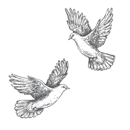 Hand drawn pair of flying doves isolated on white background. Black and white image. Two pigeons vector sketch.