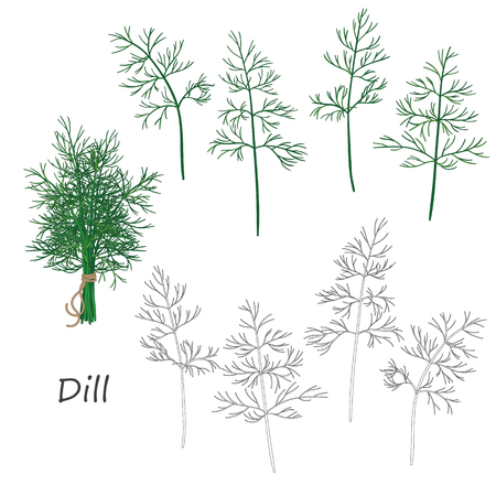 Set of outlined  and green  twigs  of dill   isolated on white. Bundle of dill tied with string.のイラスト素材