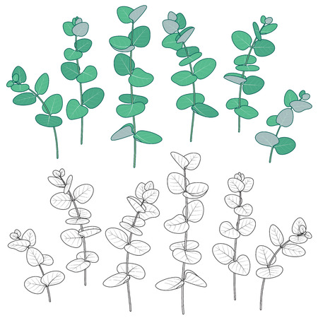 Set of outlined  and green  Eucalyptus  branches  with round leaves  isolated on white. Colored and monochrome botanical elements.のイラスト素材