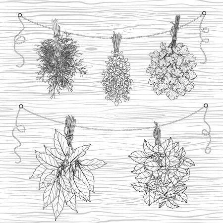 Monochrome bundles of thyme, bay leaves, dill, parsley and basil tied with a string.  Black and white bunches of  flavoring  herbs hanging on wooden background.のイラスト素材