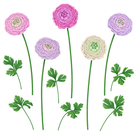 Buttercup  flowers on high stems and leaves isolated on white  background. Simplified  floral elements set  for decoration.のイラスト素材