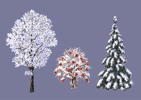 Hand drawn watercolor illustration. Set of various winter trees and bush. Evergreen and deciduous snow covered plants isolated on white. Trees and shrubs without leaves.のイラスト素材