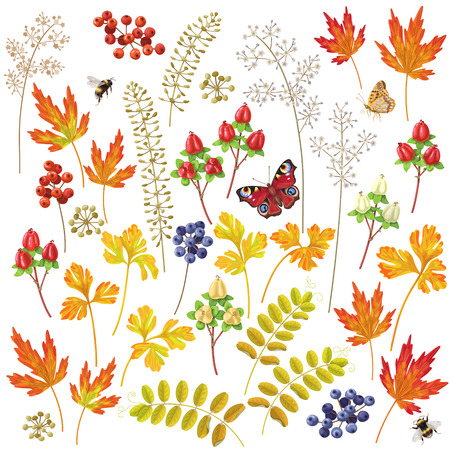Set of autumn colorful  floral elements and berries. Yellow, orange, red  leaves  and flying bumblebee  and butterfly isolated on white.のイラスト素材