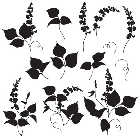 Set of floral elements legumes silhouette. Black shape of plants isolated on white.のイラスト素材