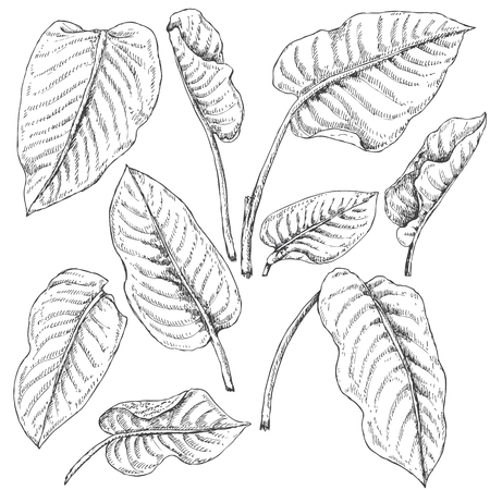 Hand drawn branches and leaves of tropical plants. Dieffenbachia fronds sketch.のイラスト素材