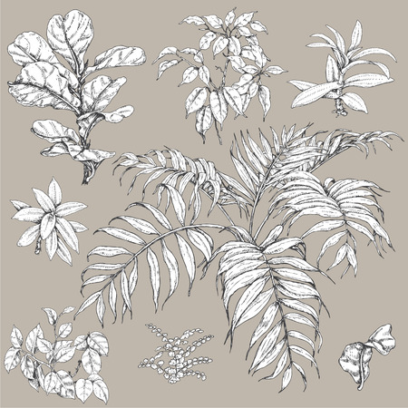 Hand drawn branches and leaves of tropical plants. Black and white floral  set isolated on gray background. Ficus, palm fronds sketch.のイラスト素材