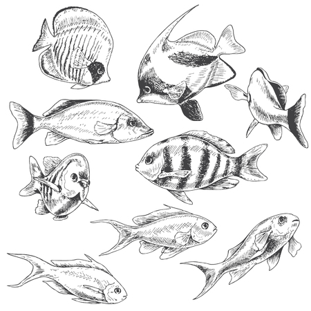 Hand drawn underwater natural elements. Sketch of reef animals. Monochrome fishes set.のイラスト素材