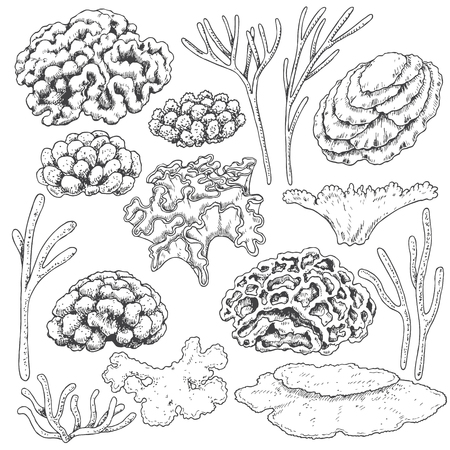 Hand drawn underwater natural elements. Sketch of reef corals.のイラスト素材