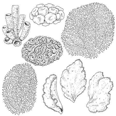 Hand drawn underwater natural elements. Sketch of reef corals. Black and white set illustration coloring page.のイラスト素材
