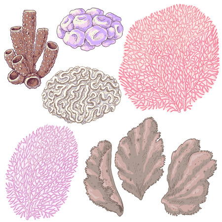 Hand drawn underwater natural elements. Sketch of reef corals. Colorful coral set isolated on white background.のイラスト素材