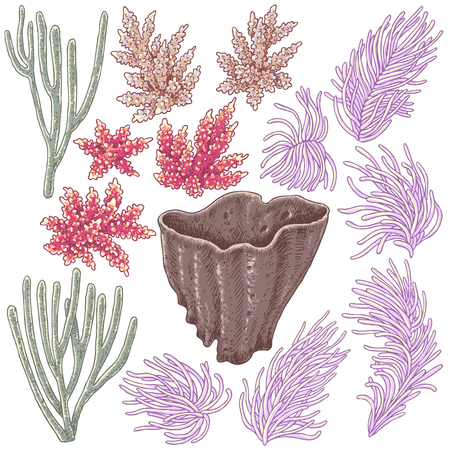 Hand drawn underwater natural elements. Sketch of reef corals. Colorful coral set isolated on white background.のイラスト素材