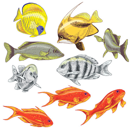 Hand drawn underwater natural elements. Colored  fishes set. Variety of colors reef animals isolated on white.のイラスト素材
