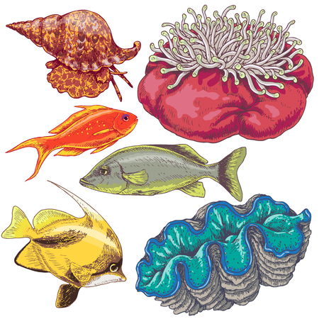Hand drawn underwater natural elements. Set of reef animals isolated on white background. Colored fishes, mollusks and actinia.のイラスト素材
