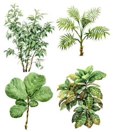Hand drawn  branches and leaves of tropical plants. Watercolor set of exotic green bushes and small trees isolated on white background.の写真素材