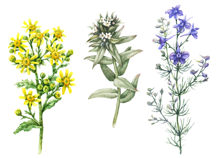 Hand drawn floral set. Watercolor wild larkspur, yellow chamomile and small white flowers isolated on blank background. Summer wildflowers aquarelle sketch.の写真素材