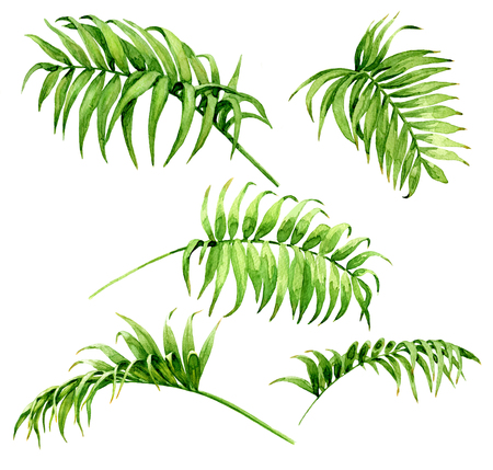 Hand drawn branches and leaves of tropical plants. Palm fronds  watercolor sketch. Green leaf set  isolated on white background.の写真素材