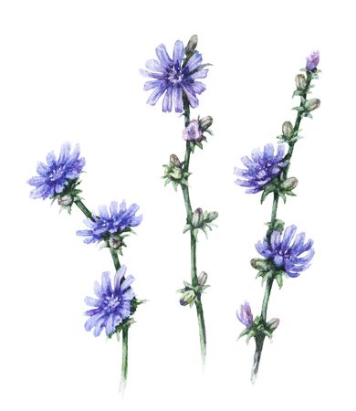 Hand drawn floral set. Watercolor wild chicory  with blue flowers  and buds isolated on white  background. Summer wildflowers aquarelle sketch.の写真素材